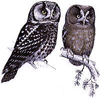 Взрослая (слева) и молодая птица. Рисунок В.К. Рябицева