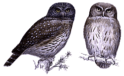 Взрослая (слева) и молодая птицы. Рисунок В.К. Рябицева