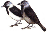 Даурская галка. Взрослая (слева) и молодая птицы