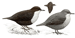 Оляпка. Взросла и молодая (справа) птицы. Рисунок В.К. Рябицева