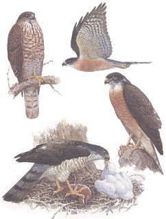 Самец - справа, самка - слева внизу, молодая птица - вверху слева (Рис. В.В. Бахтин)