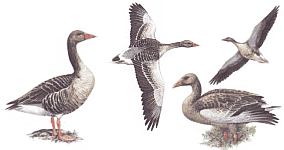 Взрослая (слева и в полете) и молодая птицы (рис. В.В. Бахтин)
