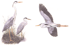 Взрослая птица весной, молодая птица и взрослая птица зимой (рис. В.В. Бахтин)