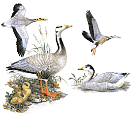 Взрослая и молодая (справа внизу) птицы, пуховой птенец (слева внизу)