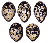 Варианты окраски яиц