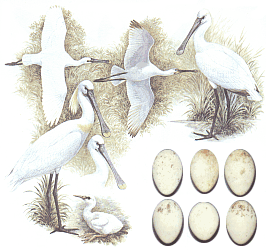 Взрослая птица (3 слева), молодая птица (3 справа), пуховой птенец (внизу) и варианты формы и окраски яиц