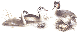 Взрослая птица зимой, молодая птица, пуховой птенец и взрослая птица весной (рис. В.В. Бахтин)