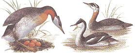 Взрослая птица весной, зимой и молодая птица