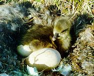 Пуховой птенец и яйца. Фото И.Н. Поспелова