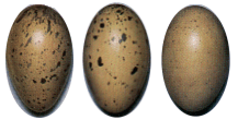 Варианты окраски яиц