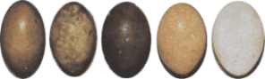 Варианты формы и окраски яиц